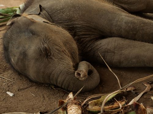 Free A cute baby elephant sleeping peacefully on the ground in Thailand. Stock Photo