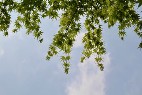Free Green maple leaves against a clear sky in Shanghai, capturing the essence of spring. Stock Photo