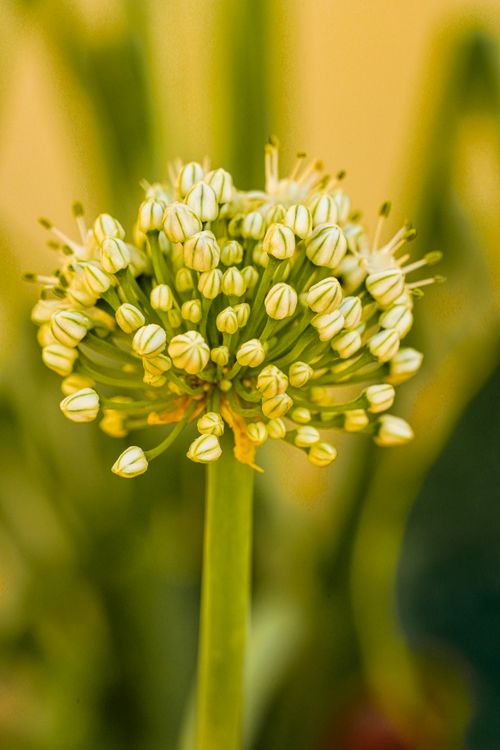 Free Detailed macro photograph of an onion flower showing vibrant petals and intricate textures. Stock Photo