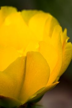 Magnified view of a bright yellow flower, showcasing delicate petals and vivid coloration.
