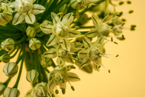 Free Macro shot of a white allium flower with a warm yellow backdrop, showcasing intricate details. Stock Photo