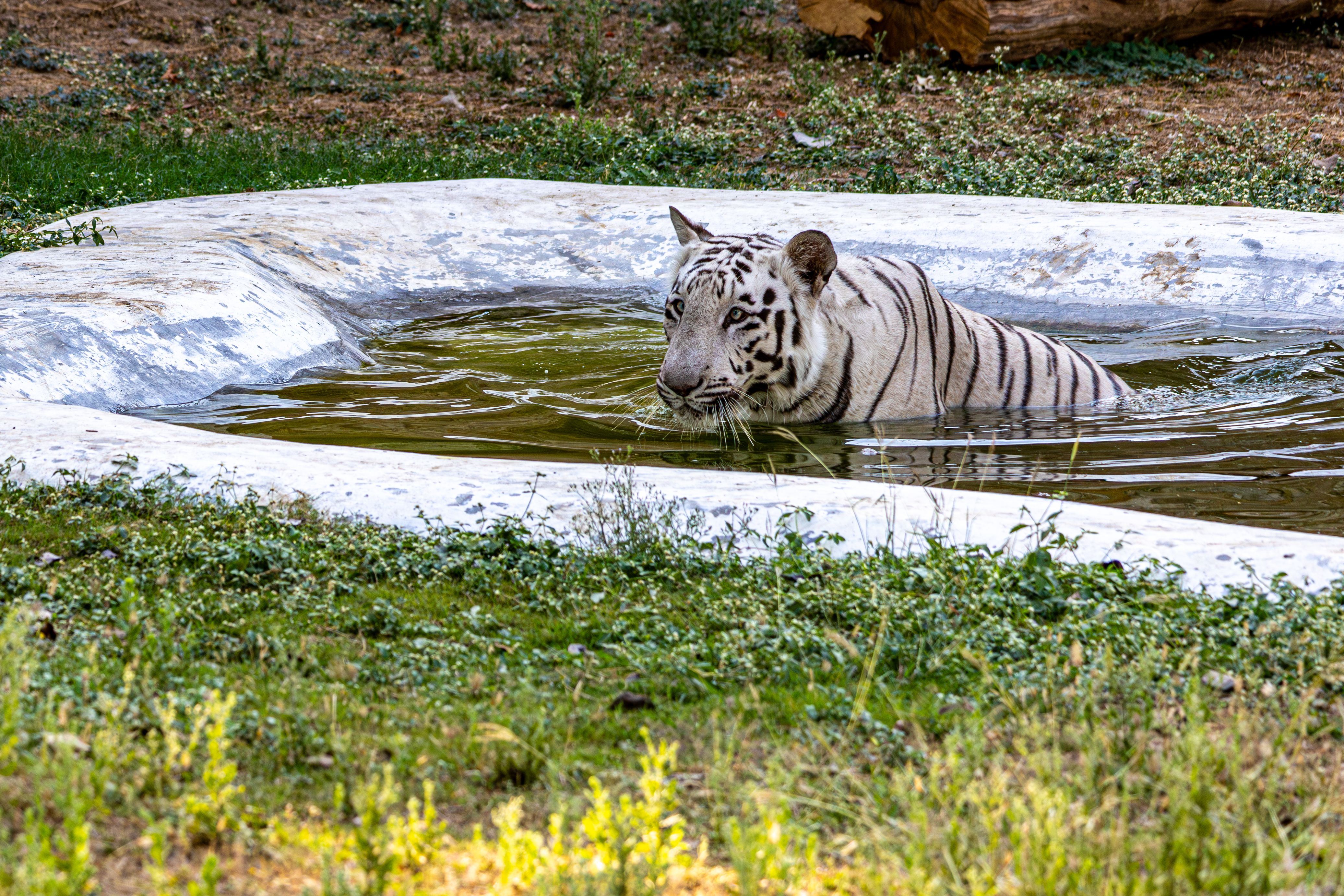White Tiger Bathing in a Water Pool Outdoors · Free Stock Photo