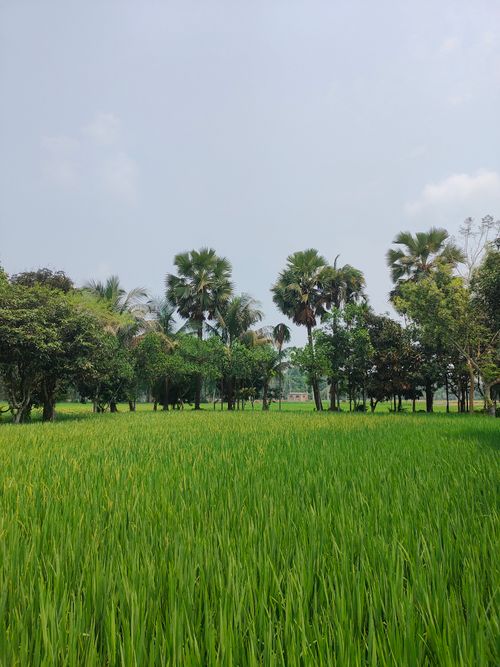 Free Vibrant green rice field with palm trees under a clear blue sky, showcasing a serene rural landscape. Stock Photo