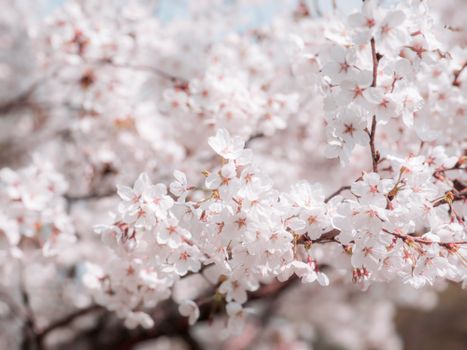 Close-up of delicate cherry blossom flowers in full bloom during spring.