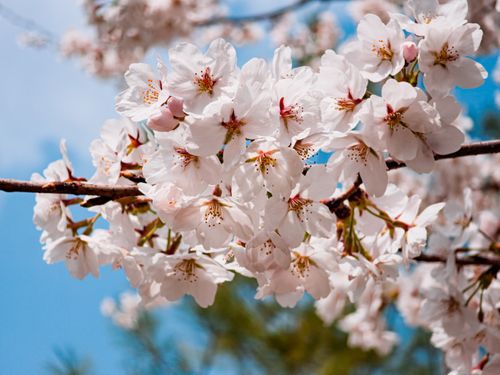 Free Close-up of cherry blossoms on a branch during spring with a bright blue sky. Stock Photo