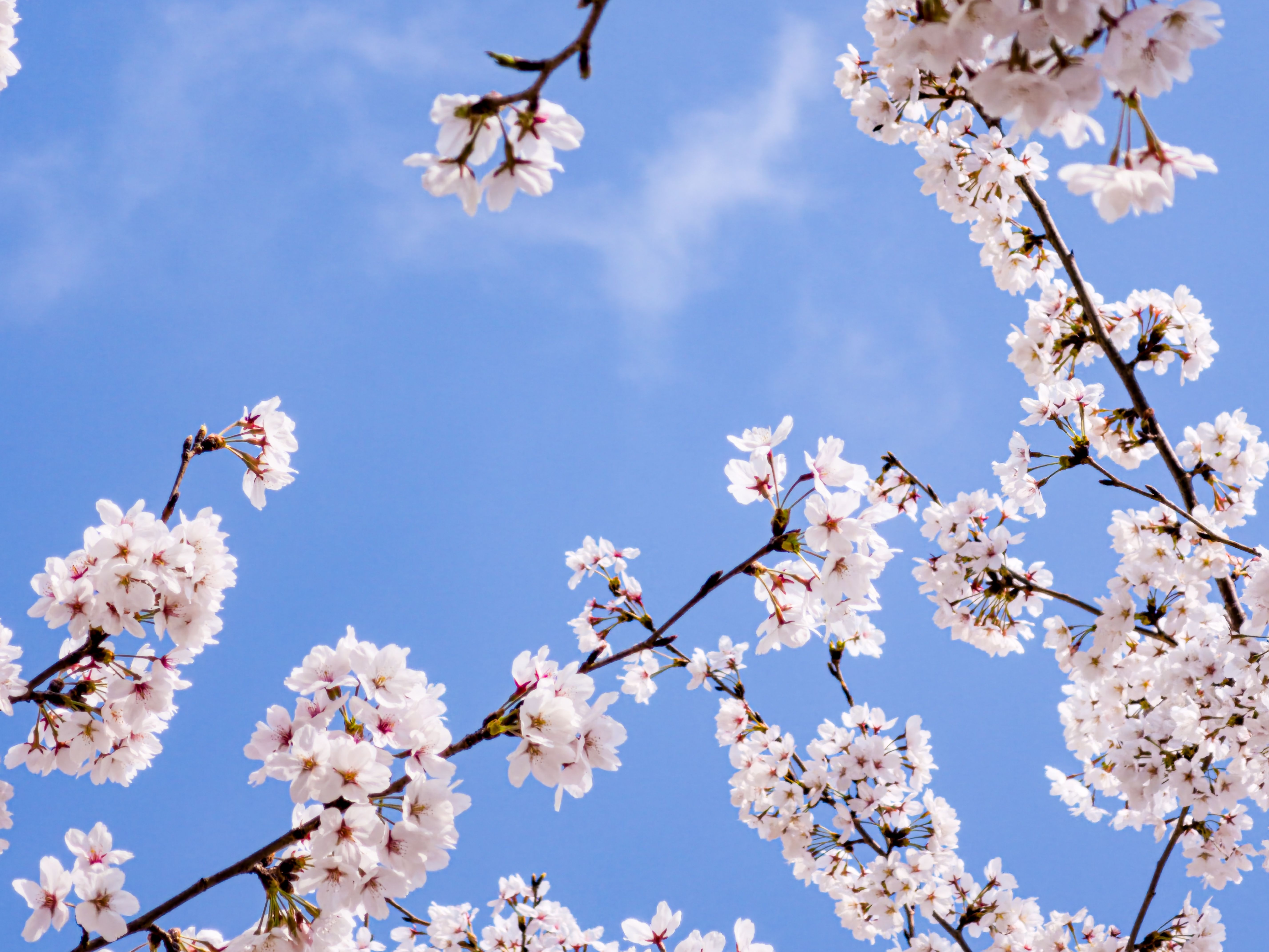 Give your home a spring reset for less than $100 with these DIY home improvement projects — Photo by Aquastellar Gave on Pexe