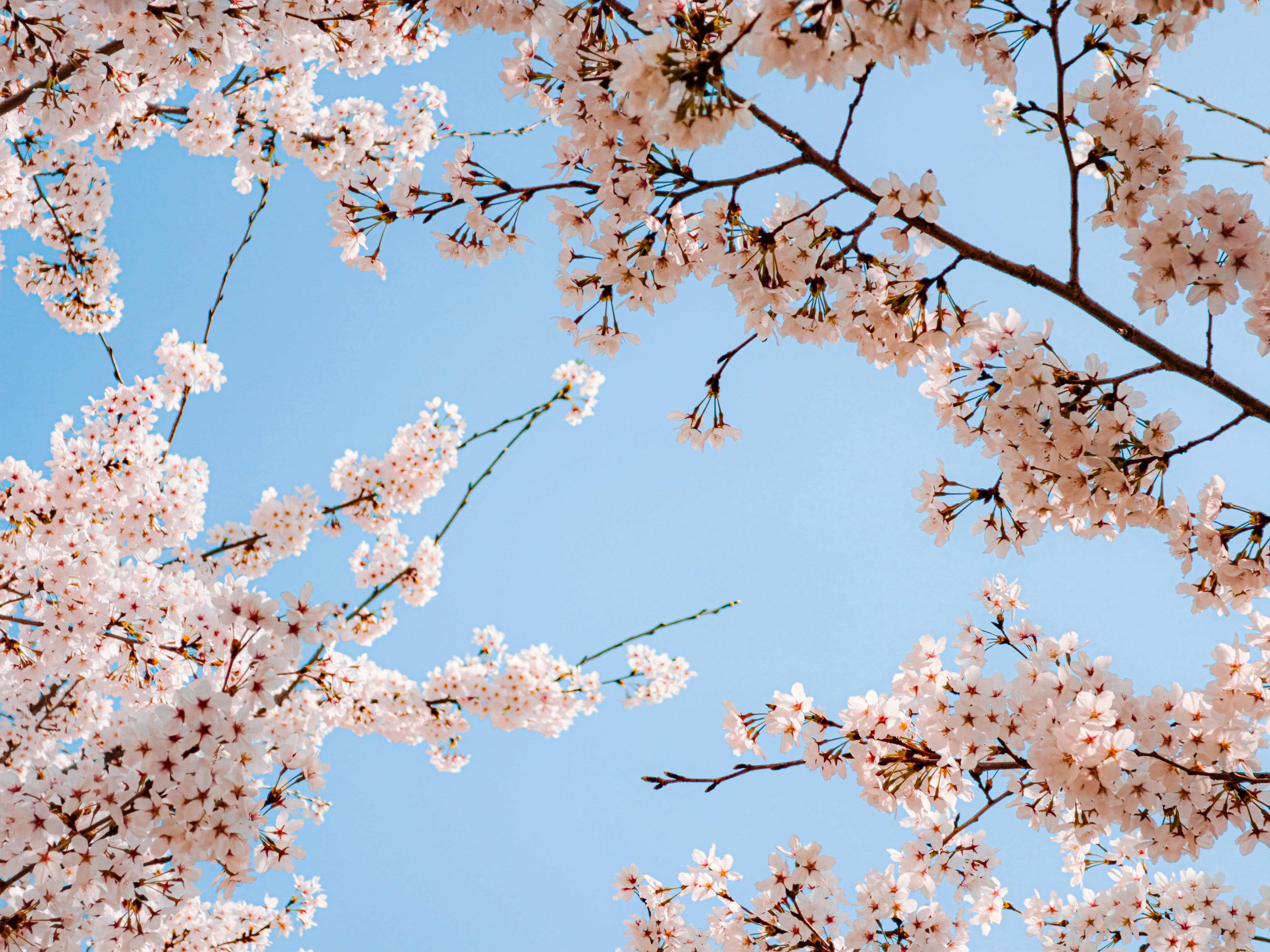 Serene view of cherry blossoms blooming against a clear blue sky, captured in spring.