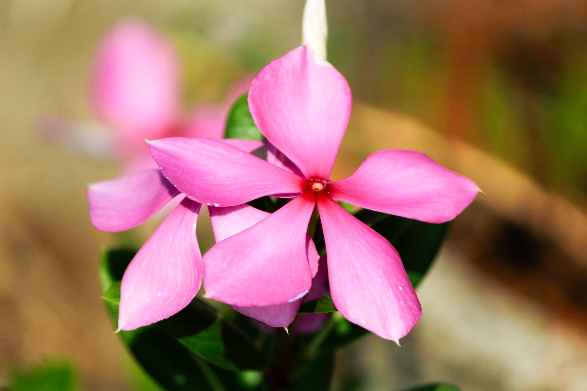 Fleurs de vanille en pleine floraison, plants en foliage actif, Madagascar