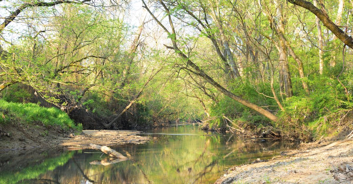 Peaceful creek cutting through lush woodland in Charlotte, NC, reflecting springtime greenery.
