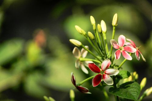 Free Close-up of vibrant red and pink Rangoon Creeper flowers against a soft green background. Stock Photo