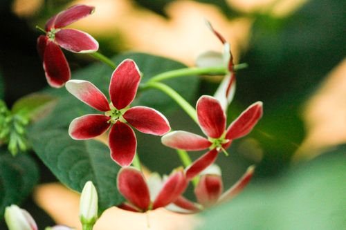 Free Detailed view of red and white flowering vine blossoms surrounded by lush green foliage. Stock Photo