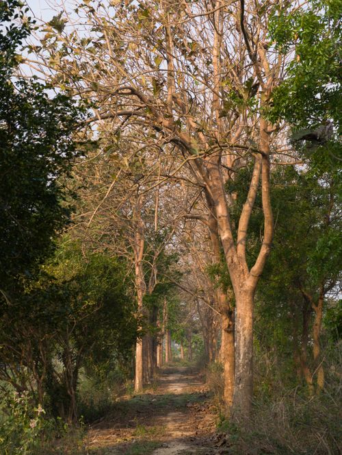 Free Serene forest pathway flanked by lush and bare trees in natural sunlight. Stock Photo