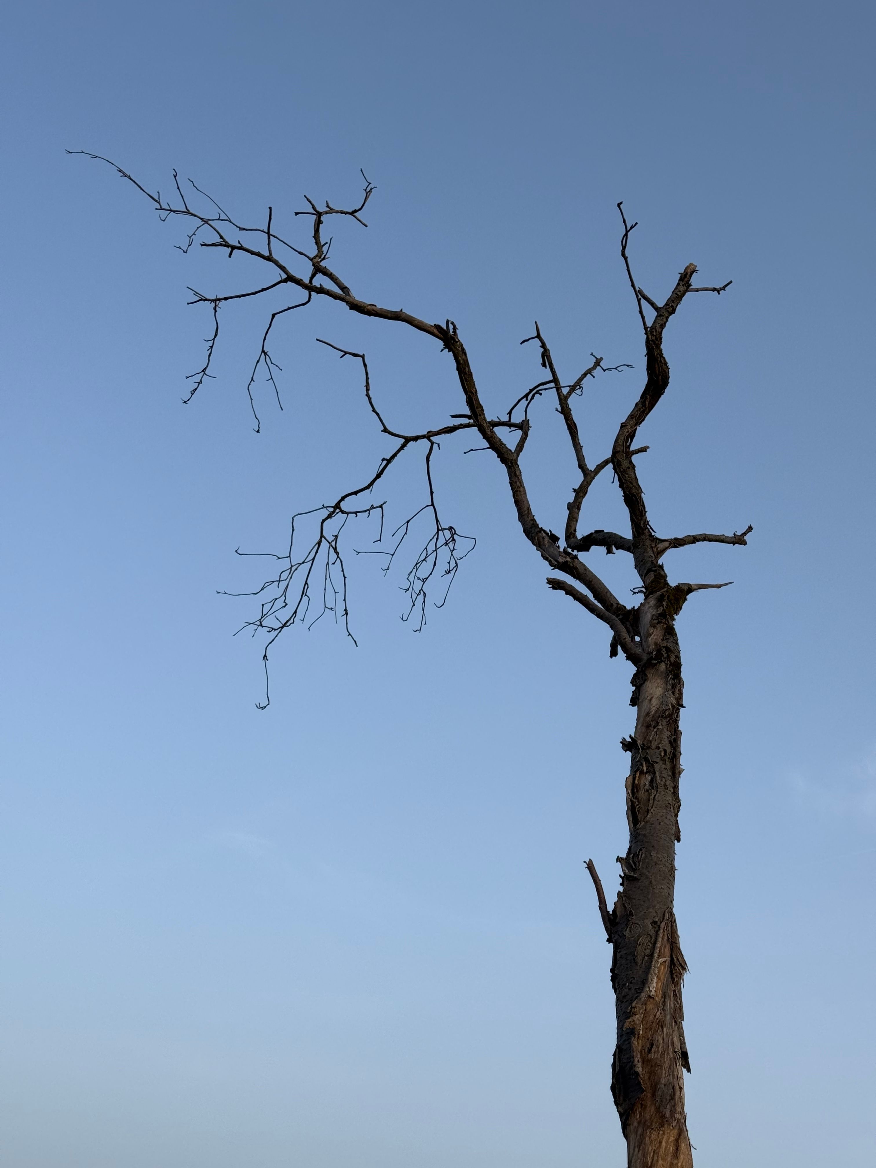 A Leafless Tree Under the Clear Sky · Free Stock Photo