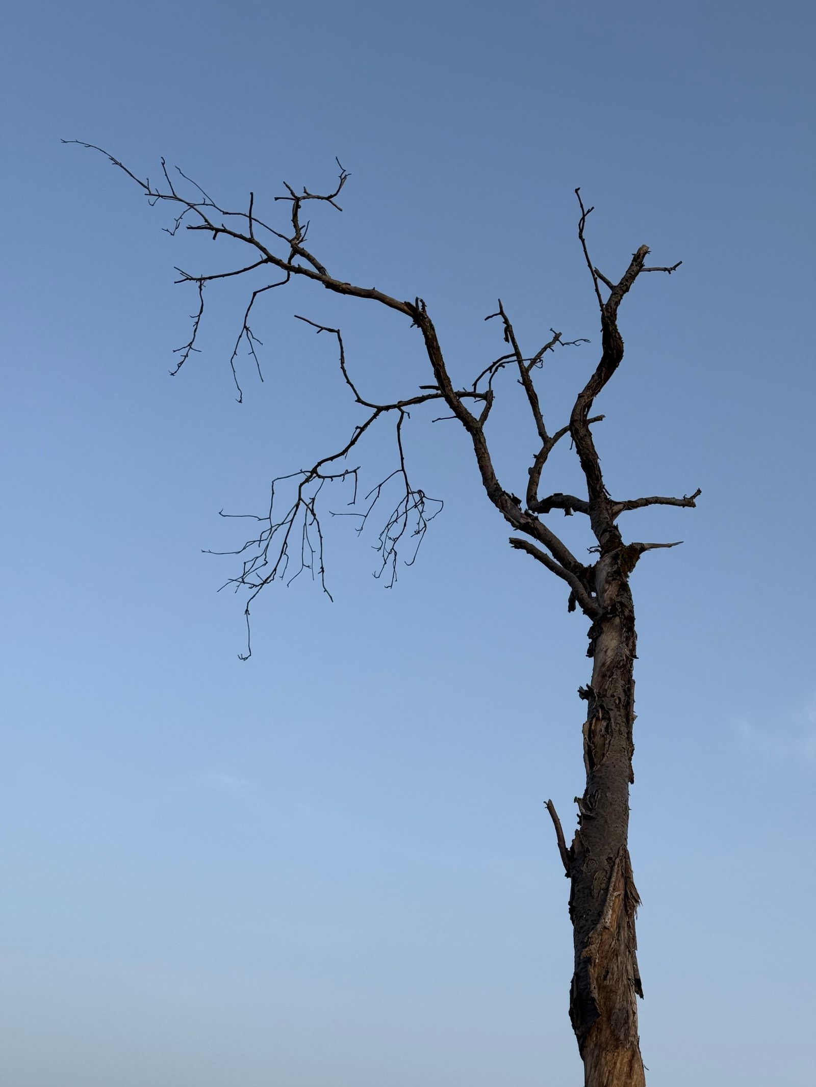 Photo of a Leafless Tree Against a Blue Sky · Free Stock Photo