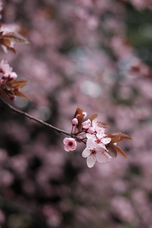 Free Close-up of pink cherry blossoms on a branch, showcasing delicate spring beauty. Stock Photo