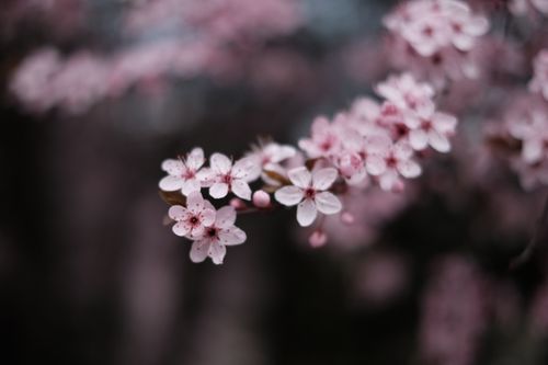 Free Close-up of pink cherry blossoms on a branch, symbolizing spring and renewal. Stock Photo