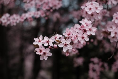 Free Close-up of beautiful cherry blossoms on a branch in full bloom during springtime. Stock Photo