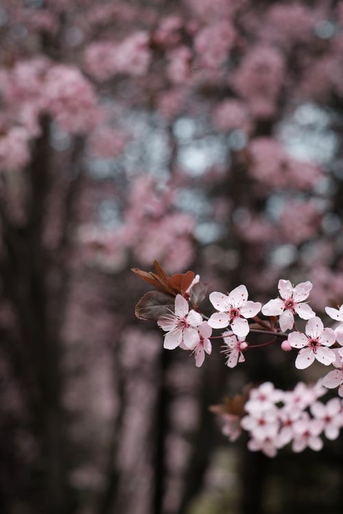 Free Delicate cherry blossoms photographed close-up with a soft focus background, symbolizing the arrival of spring. Stock Photo