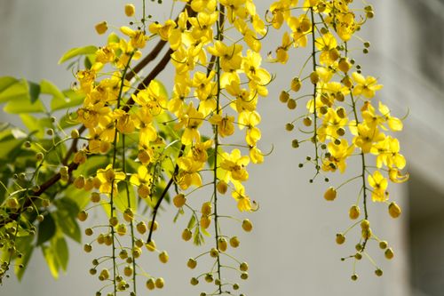 Free Beautiful cascading yellow flowers of the golden shower tree in full bloom on a sunny day. Stock Photo