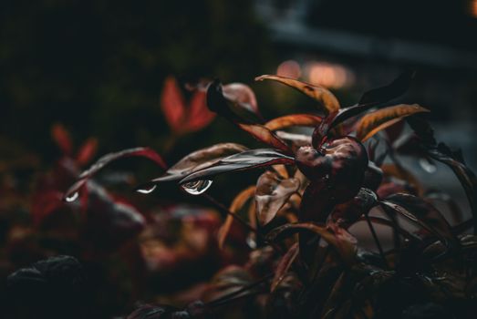 Close-up of wet leaves with raindrops, captured in a dark, dramatic tone highlighting nature's beauty.