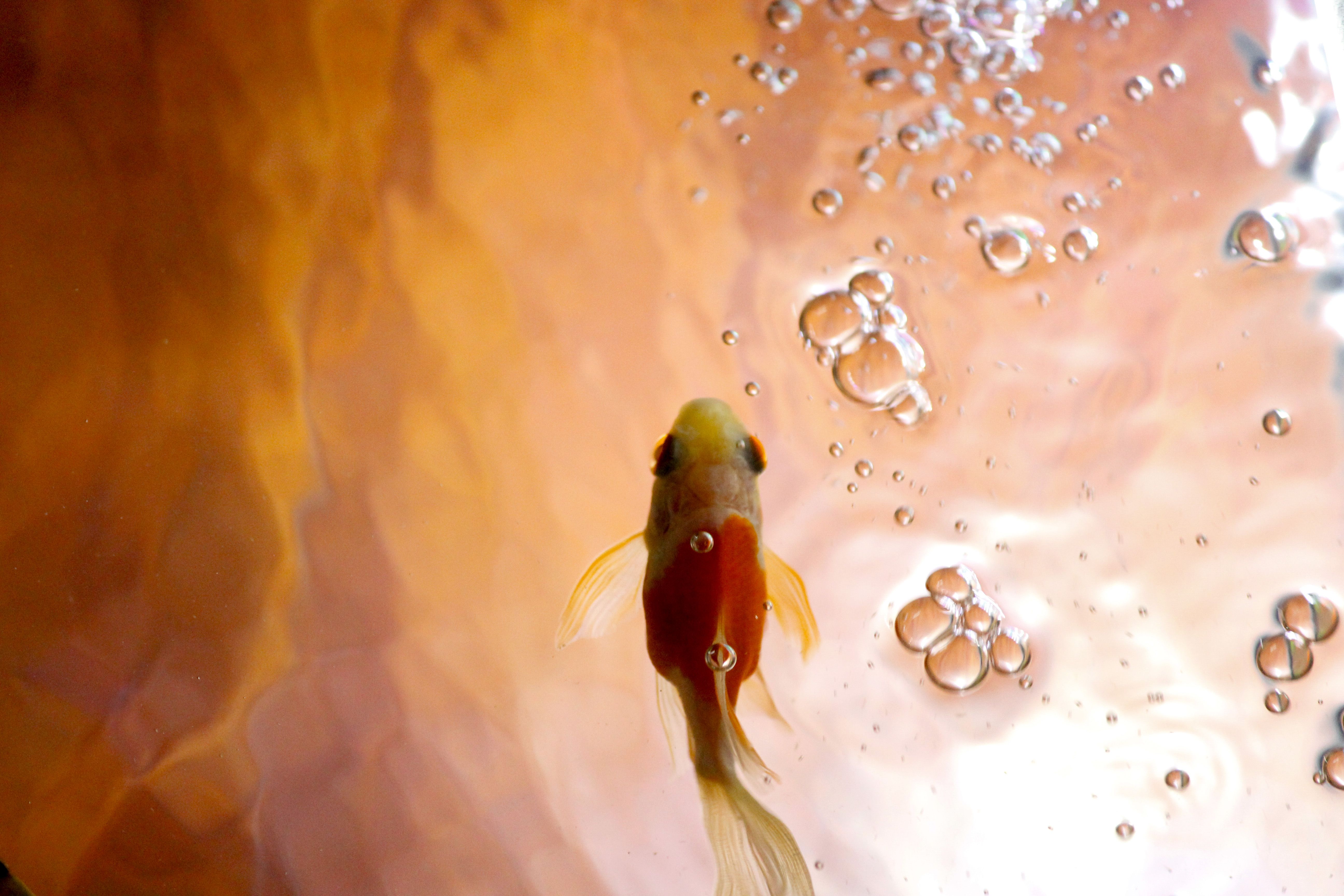 A vibrant goldfish swims beneath rising bubbles in a warmly lit aquarium.