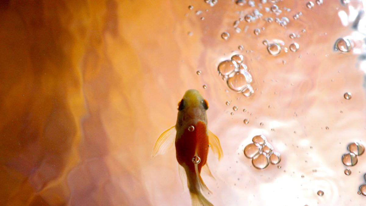 Goldfish swimming beneath bubbles in an aquarium