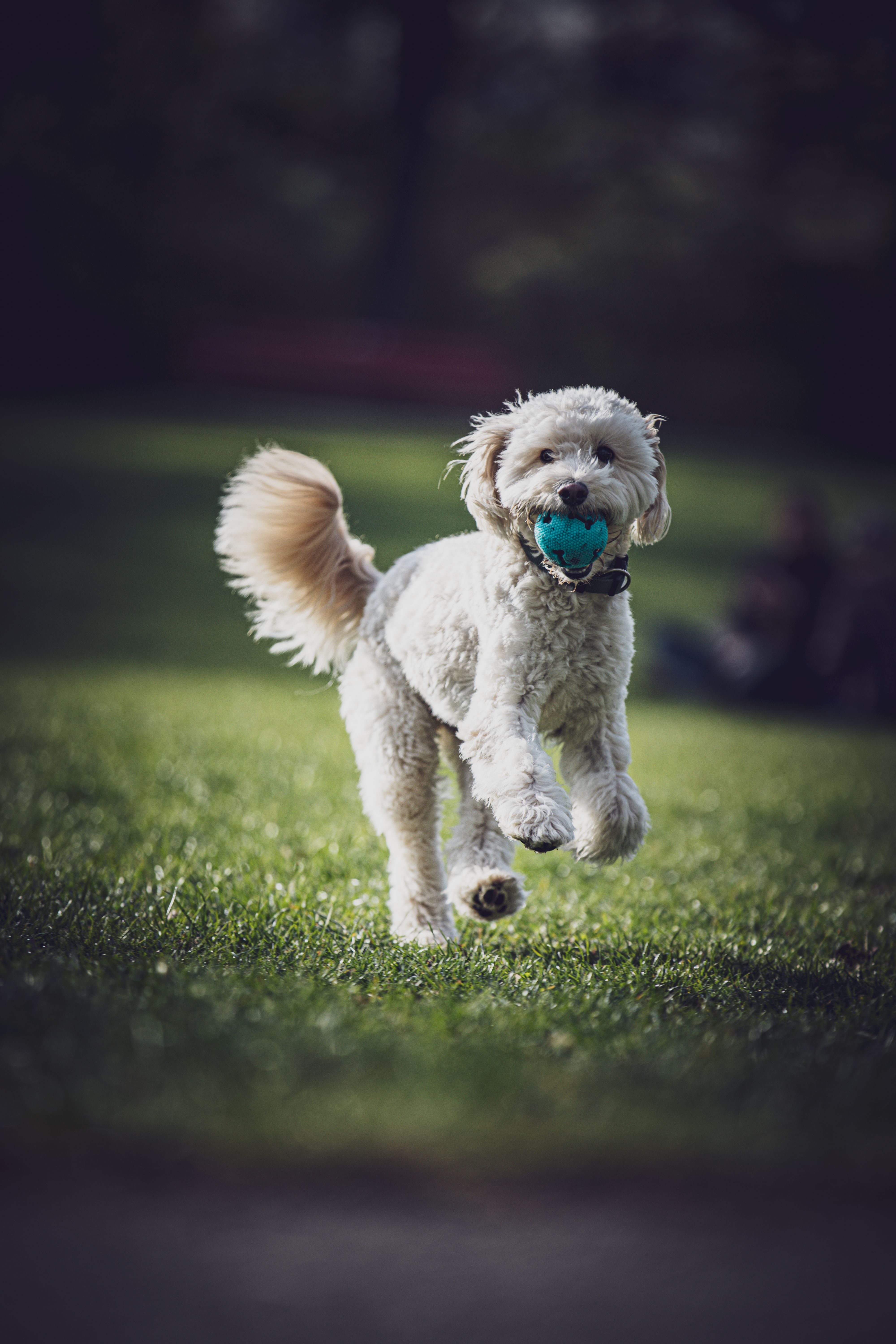 gratis Een schattige hond rent vrolijk met een bal in een zonnig park. Stockfoto