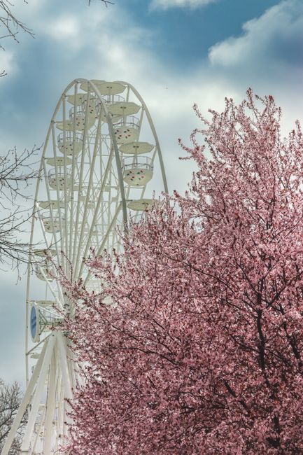 Ferris wheel alongside blooming cherry blossoms in Sofia, capturing the essence of spring.