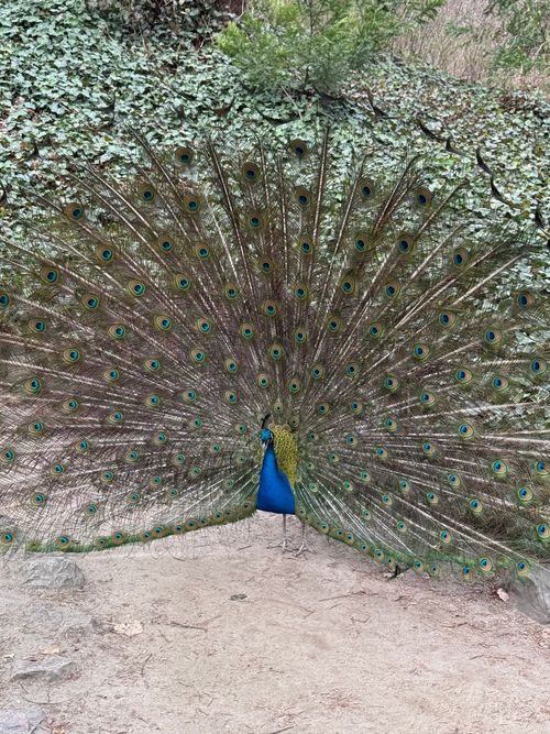 Free A vibrant peacock displays its iridescent tail feathers in a lush outdoor setting. Stock Photo