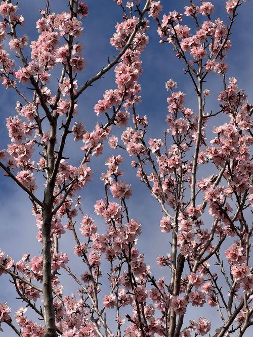 Free Beautiful cherry blossoms in full bloom against a clear blue sky. Stock Photo