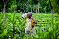在充满活力的绿茶种植园里，穿着传统服装的高级女性正在工作