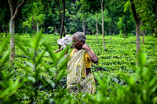 在充满活力的绿茶种植园里，穿着传统服装的高级女性正在工作