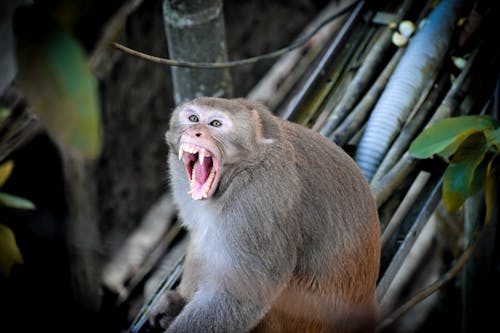 Brown Monkey on Tree Branch