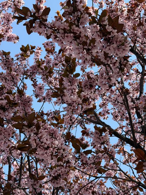 Free Beautiful pink cherry blossoms in full bloom against a clear blue sky, signifying spring. Stock Photo