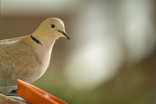 Free Close-up of a serene turtledove perched, showcasing its delicate feather structure against a blurred background. Stock Photo
