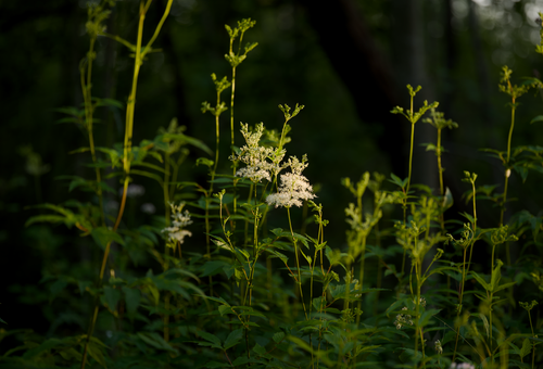 Free A close-up of meadowsweet flowers blooming in a lush forest setting. Stock Photo