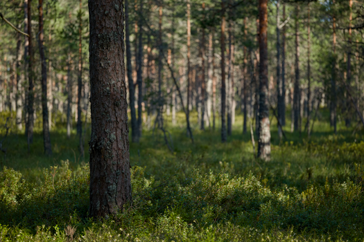 Sun-dappled boreal forest with lush greenery and tall, slender trees. Perfect for nature themes.