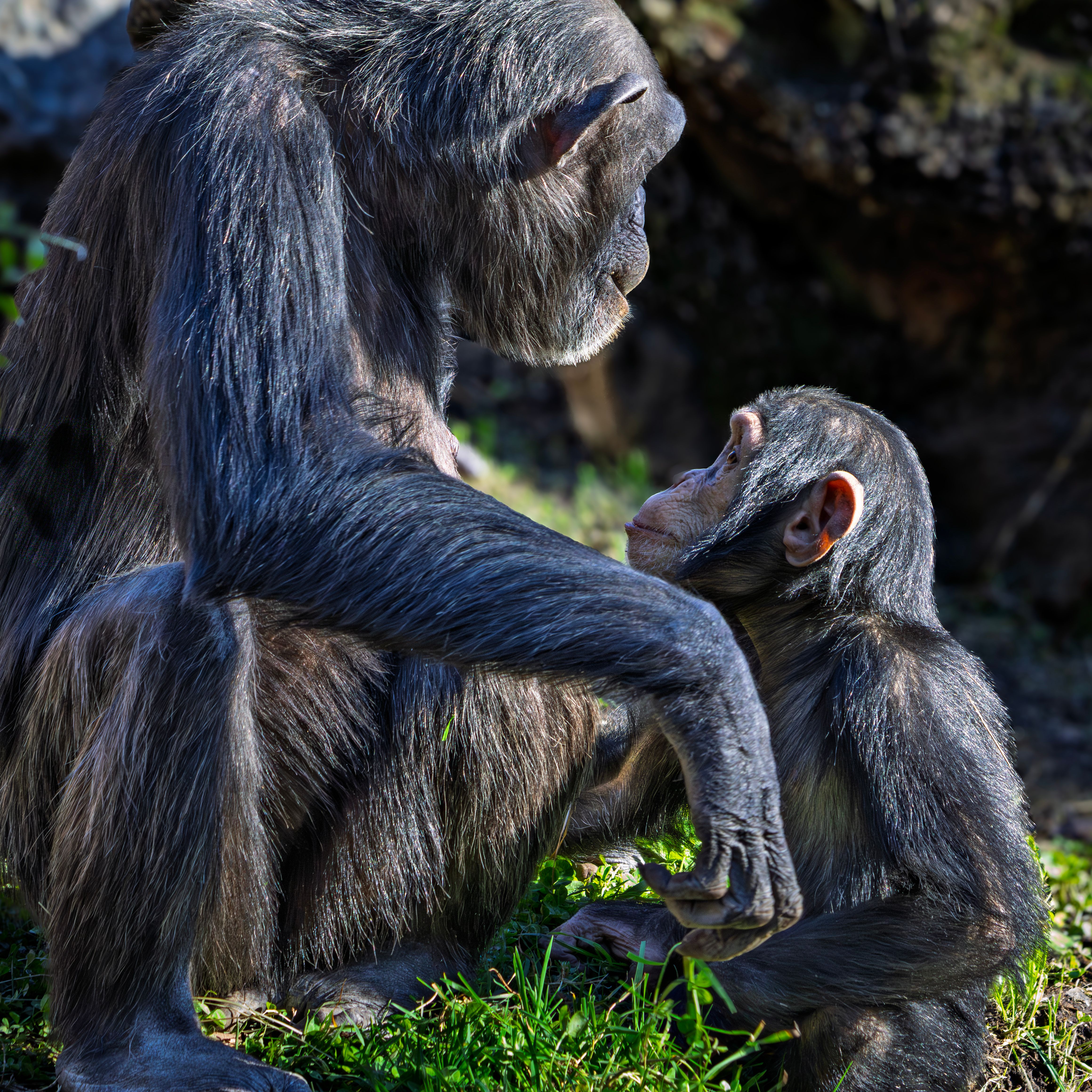 An adult and young chimpanzee share a tender moment in a lush outdoor setting.