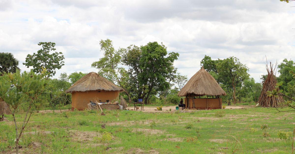 Fortalecimiento de cadenas productivas agrícolas en Zambia para exportación Fortalecimiento de cadenas productivas agrícolas en Zambia para exportación