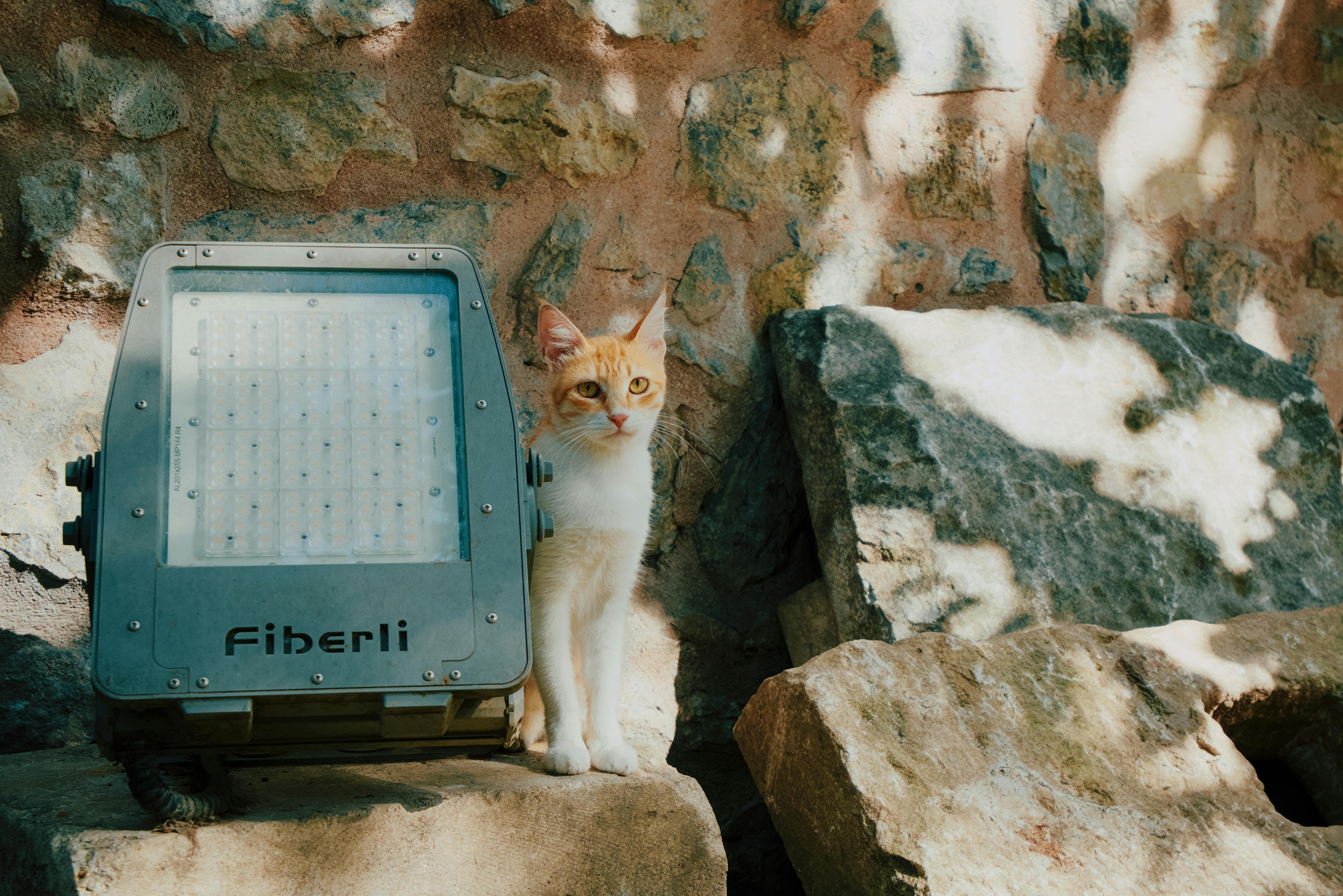 pet technology limited — Photo by Abdullah Öğük on Pexels