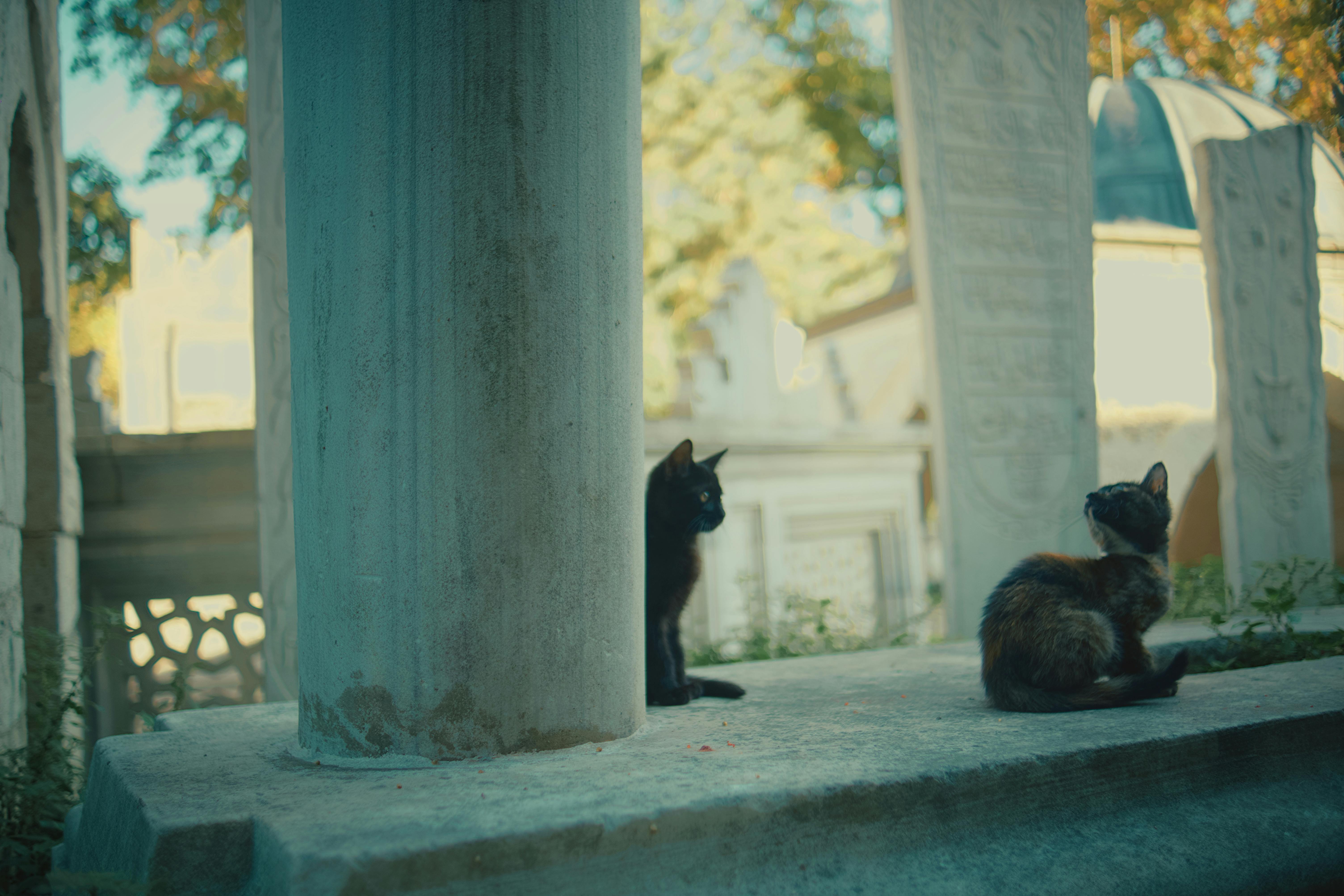 Ancient Palaces, a Cat Café, and KPop Demon Hunters—the Perfect Family Travel Itinerary for South Korea — Photo by Abdullah Ö