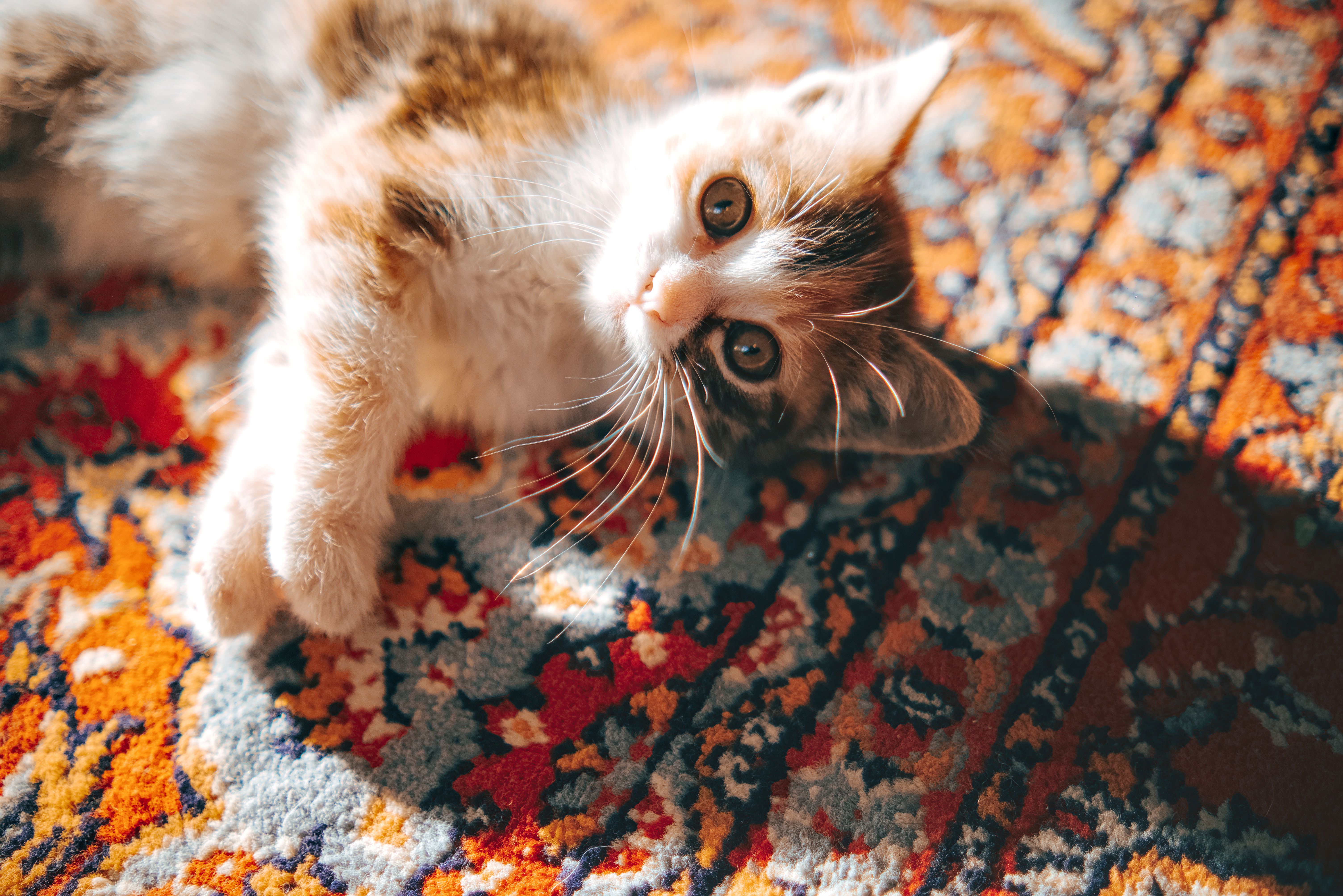 Adorable kitten playing on a colorful Persian rug, bathed in sunlight, capturing a playful and warm moment.