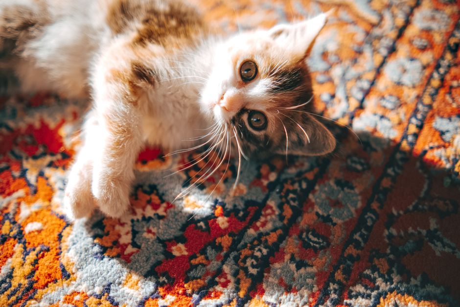Żwirek dla kota - jak wybrać idealny typ dla pupila 5 Adorable kitten playing on a colorful Persian rug, bathed in sunlight, capturing a playful and warm moment.