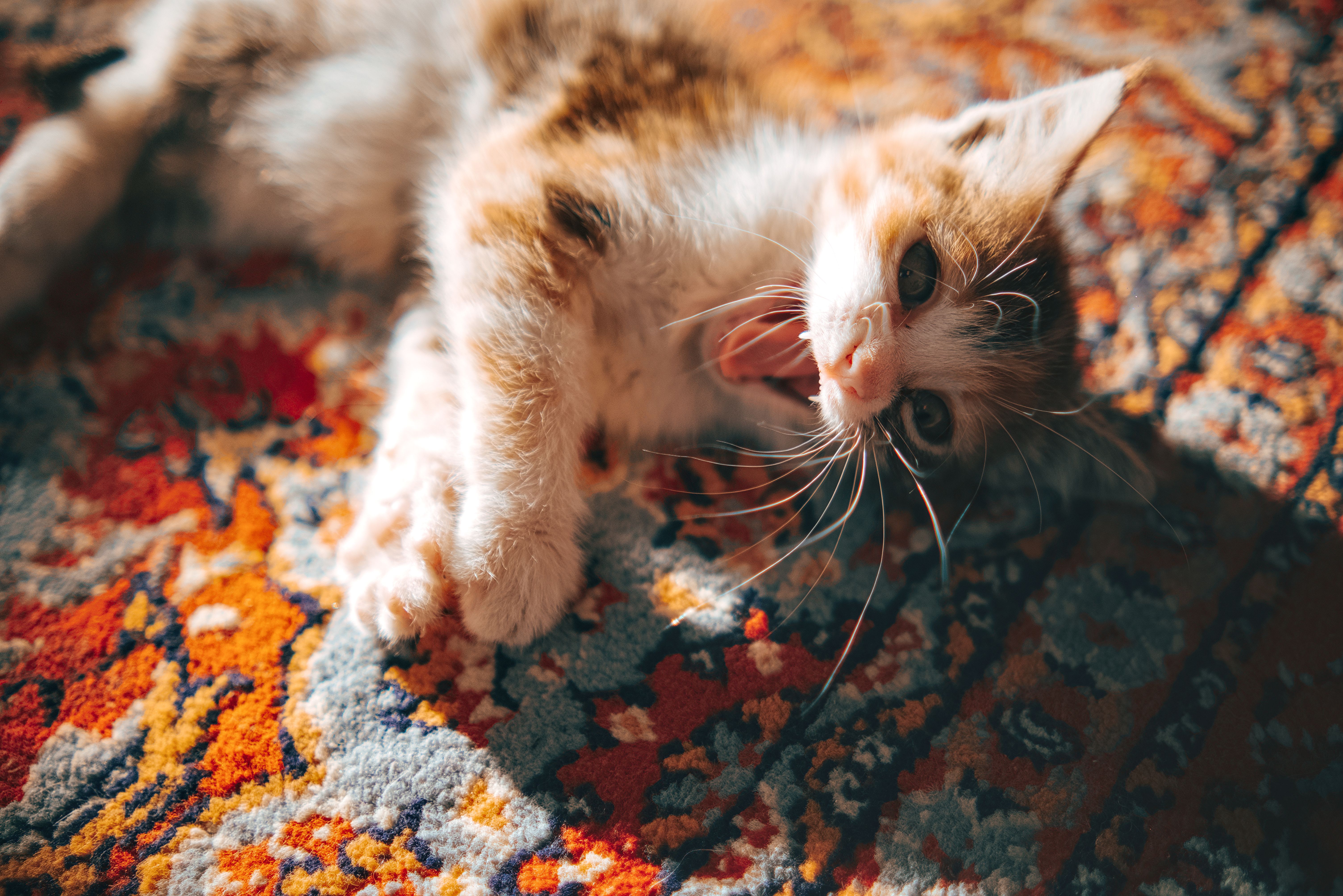 A chat with a veterinarian may help smokers kick the habit