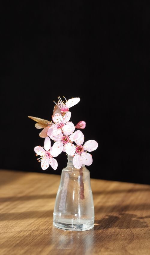 Free Delicate cherry blossom branch in a small glass vase on wooden surface with black background. Stock Photo