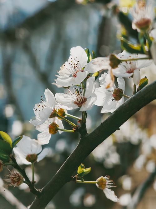 Free Close-up of cherry blossoms in full bloom during springtime, conveying freshness and beauty. Stock Photo
