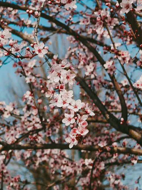 Free Vibrant cherry blossoms blooming on tree branches under a clear blue sky. Stock Photo