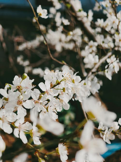 Free Close-up of white cherry blossoms in spring sunlight, capturing nature's beauty. Stock Photo