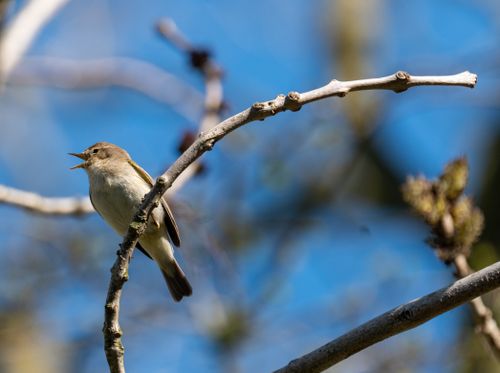 Free A warbler sings perched on a branch, framed by a blue spring sky in Scotton, England. Stock Photo