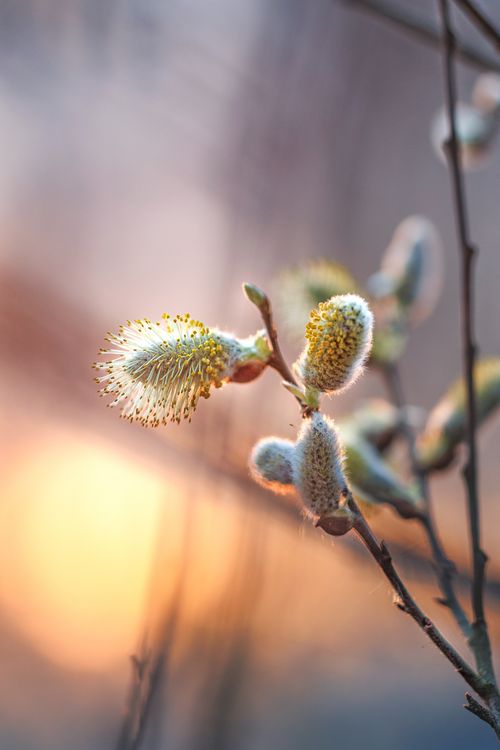 Free Macro shot of pussy willow catkins against a beautiful sunrise bokeh background. Stock Photo